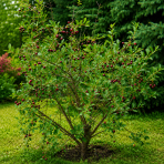 Mini višňa - čerešňa višňová (Prunus cerasus x fruticosa) 'CARMINE JEWEL' - výška 70-90 cm, kont. C5L - KRÍKOVÁ
